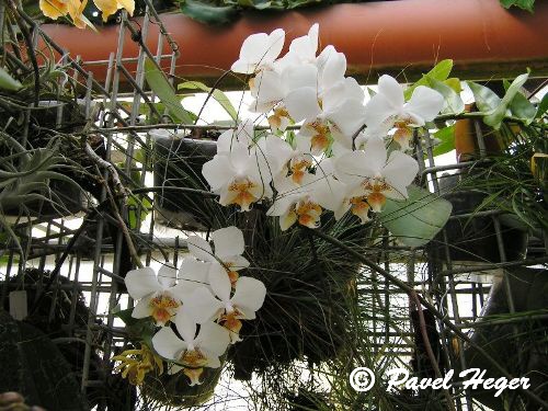 Phalaenopsis stuartiana